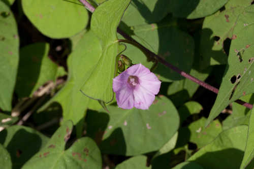 Ipomoea x leucantha #6